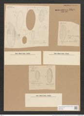 Nitzschia cocconeiformis Grun. (de-Toni-Nr.: Genus 47, Species 1996) Zeichnungen Sammlung Grunow Nr. 3936 (NHMW-BOT-W0371681)